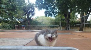 chat bidule - La Gerbe